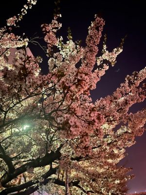 滑り込み桜