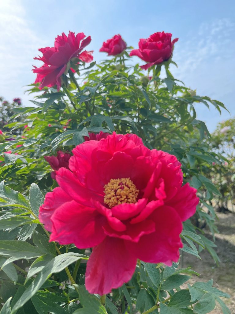 ❤︎五泉市観光大使❤︎