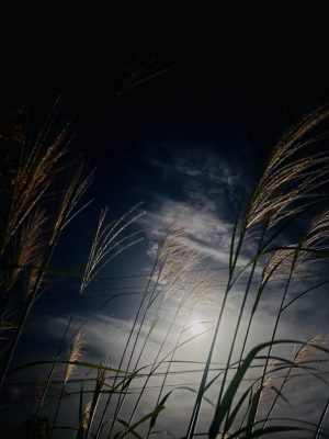 中秋の名月🌕