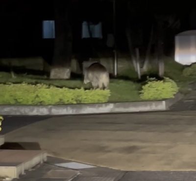 まさかの!イノシシ遭遇。