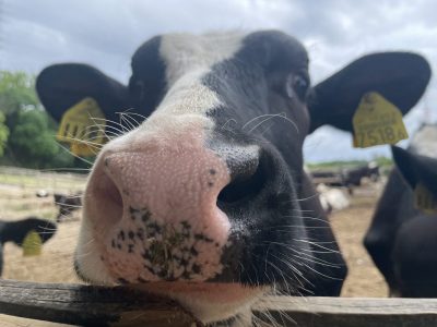 牛に会いにいきましょう🐮