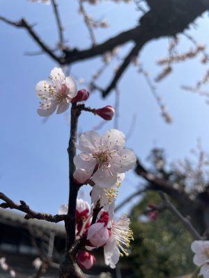 春休みをいただきます。