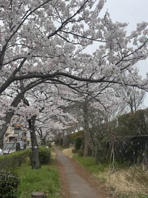 桜満開