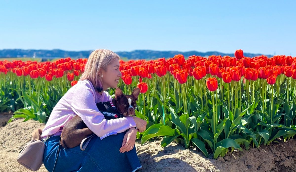 五泉四華・チューリップ