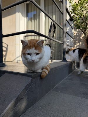 イスタンブールの猫 〜番外編〜