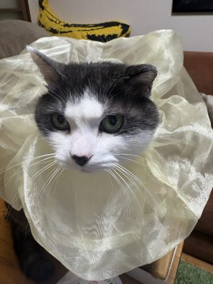 サンキュー