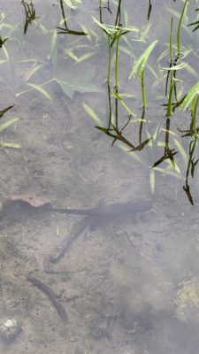 湯沢高原でちょっと早めの夏休み🐞生き物偏。