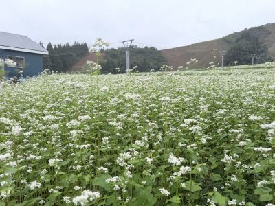 ゲレンデ蕎麦畑@魚沼市